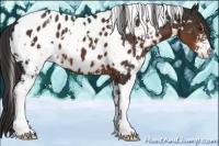Horse Color:White Spotted Liver Chestnut Sabino Appaloosa 