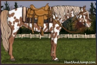 Horse Color:Chestnut Appaloosa 