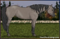 Horse Color:Grullo Rabicano 