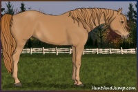 Horse Color:Chestnut Rabicano 