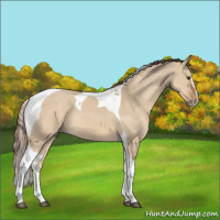 Horse Color:Red Dun Sabino Tobiano 