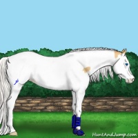 Horse Color:Silver Classic Cream Champagne Splash Tobiano