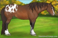 Horse Color:Buckskin Sabino Blanket 