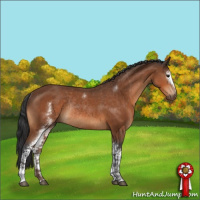 Horse Color:White Spotted Bay Rabicano 