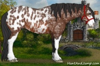 Horse Color:Bay Ice Sabino Appaloosa 