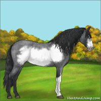 Horse Color:Blue Roan Frame 