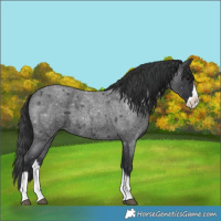 Horse Color:Blue Roan Splash 