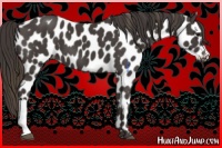 Horse Color:Smoky Black Appaloosa 