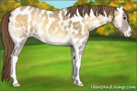 Horse Color:Classic Cream Champagne Onyx Appaloosa 