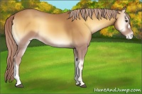 Horse Color:Palomino Onyx Appaloosa 