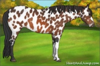 Horse Color:Bay Appaloosa
