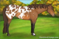 Horse Color:Buckskin Blanket 