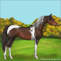 Horse Color:Liver Chestnut Tobiano 