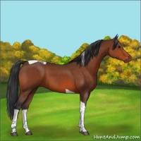 Horse Color:Brown Tobiano 