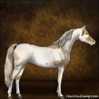 Horse Color:Chocolate Palomino Roan Dun  and White Spotted Buckskin Roan Pearl Dun 