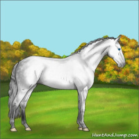 Horse Color:Gray Void Brown Dun Splash Tobiano 