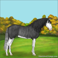 Horse Color:Blue Roan Splash Appaloosa Rabicano 