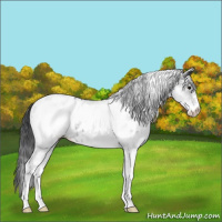 Horse Color:White Spotted Blue Roan Appaloosa