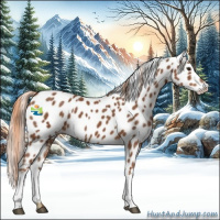 Horse Color:Chestnut Appaloosa 