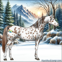 Horse Color:Chestnut Appaloosa 