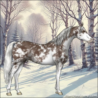 Horse Color:Liver Chestnut Mushroom Sabino 