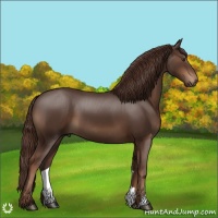 Horse Color:Liver Chestnut 