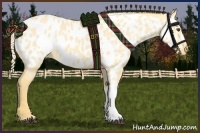 Horse Color:Palomino Dun Appaloosa 