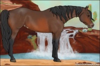 Horse Color:Bay Appaloosa Rabicano