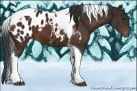 Horse Color:Brown Tobiano Appaloosa 