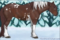 Horse Color:White Spotted Chocolate Brown Tobiano 