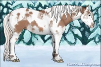 Horse Color:Silver Bay Splash Tobiano 