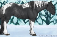 Horse Color:Black Tobiano Rabicano 