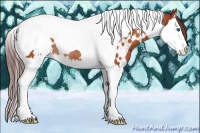 Horse Color:White Spotted Chocolate Brown Splash Tobiano Rabicano
