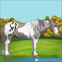 Horse Color:Liver Chestnut Sabino Tobiano Appaloosa 