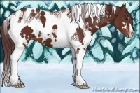 Horse Color:White Spotted Chocolate Brown Tobiano Appaloosa 