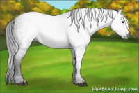 Horse Color:Gray Brown Rabicano 