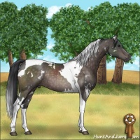 Horse Color:Platinum White Spotted Brown Tobiano Rabicano 
