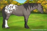 Horse Color:Grullo Appaloosa 