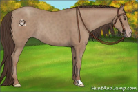 Horse Color:Classic Champagne Rabicano