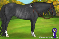 Horse Color:Black Rabicano