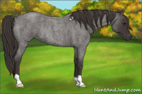 Horse Color:Smoky Blue Roan Rabicano 