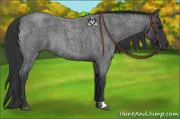 Horse Color:Blue Roan Rabicano 