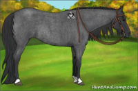 Horse Color:Blue Roan Rabicano 