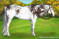 Horse Color:White Spotted Brown 