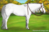 Horse Color:Gray White Spotted Brown 