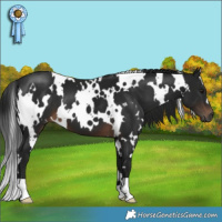 Horse Color:Gray White Spotted Brown