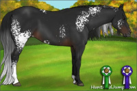 Horse Color:Gray White Spotted Brown