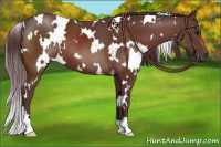 Horse Color:White Spotted Chocolate Brown