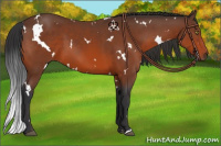 Horse Color:White Spotted Bay 
