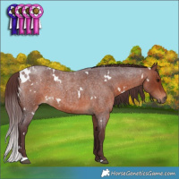 Horse Color:White Spotted Chocolate Brown Roan